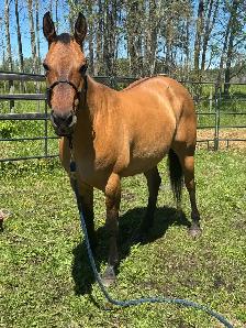 DUN MARE. - Photo 4