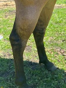 DUN MARE. - Photo 5