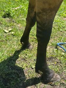 DUN MARE. - Photo 6