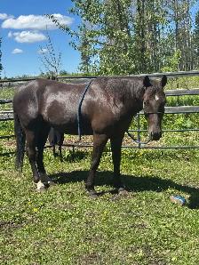 DUN MARE. - Photo 7