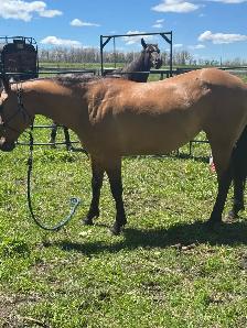 DUN MARE. - Photo 8