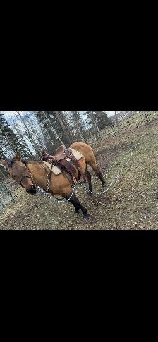 DUN MARE. - Photo 9