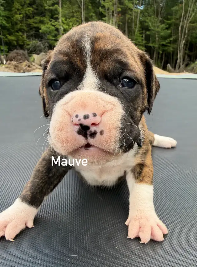 Chiots Boxer