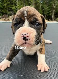 Chiots Boxer