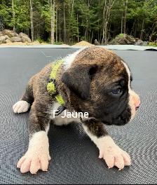 Chiots Boxer - Photo 2