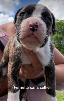 Chiots Boxer - Photo 3