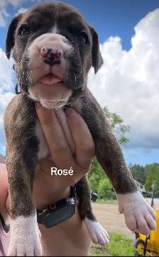 Chiots Boxer - Photo 4