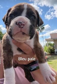 Chiots Boxer - Photo 5