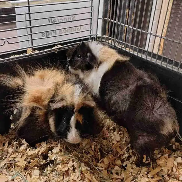 baby guinea pigs
