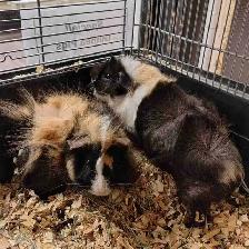 baby guinea pigs