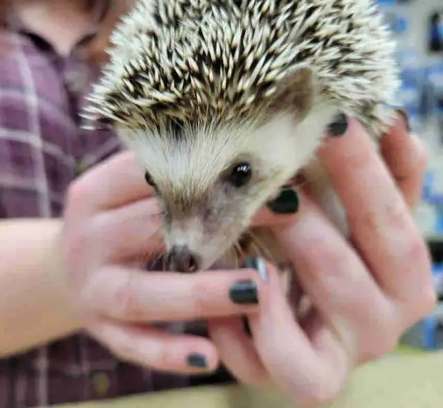 baby hedgehogs