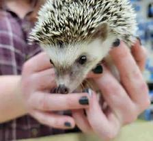 baby hedgehogs
