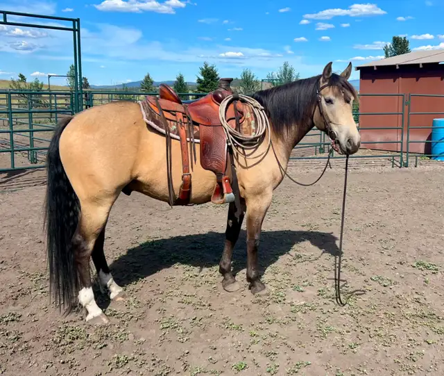 Boulder's Maverick 2022 Gelding
