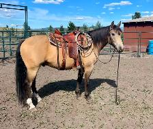 Boulder's Maverick 2022 Gelding