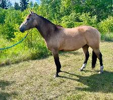 Boulder's Maverick 2022 Gelding - Photo 4