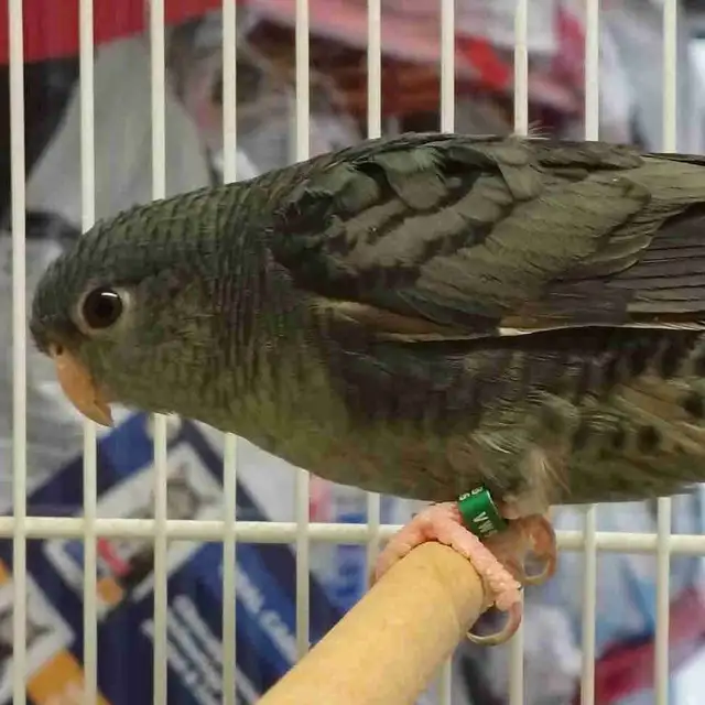 Baby Lineolated parakeet