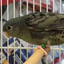 Baby Lineolated parakeet