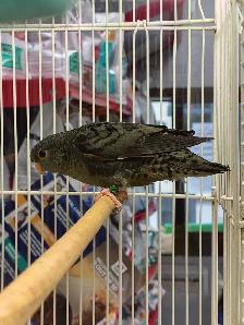 Baby Lineolated parakeet - Photo 2