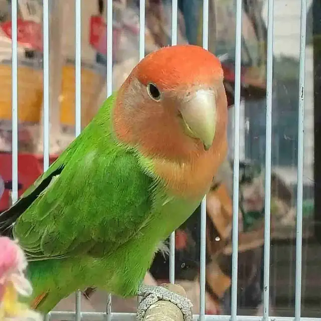 opline red-headed lovebird