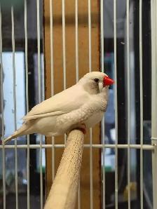 white black cheek zebra finches