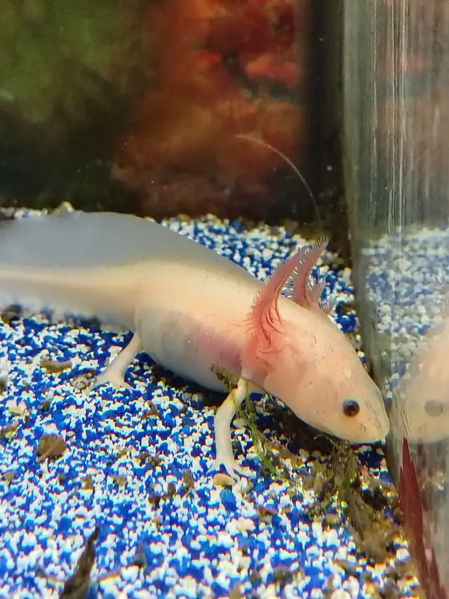 baby axolotls