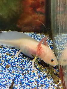 baby axolotls