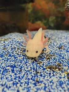 baby axolotls - Photo 2