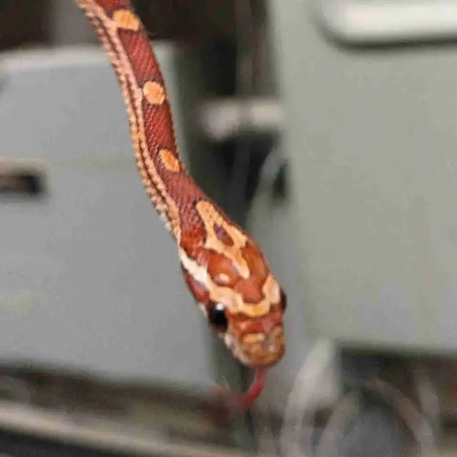 baby corn snake