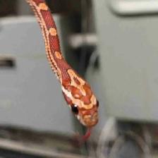 baby corn snake