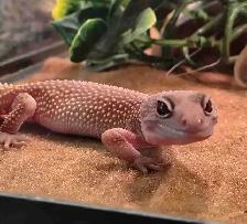 baby leopard gecko