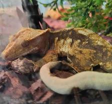 crested gecko