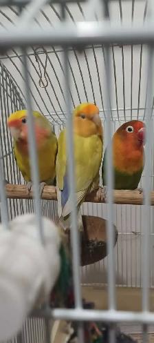 3 inséparable 2femelles 1male en bonne santé $180