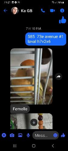 3 inséparable 2femelles 1male en bonne santé $180 - Photo 4
