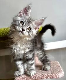 HUGE DISCOUNT! TICA REGISTERED! - Photo 2