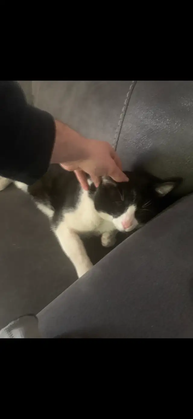 Chat à donner / cat to give away