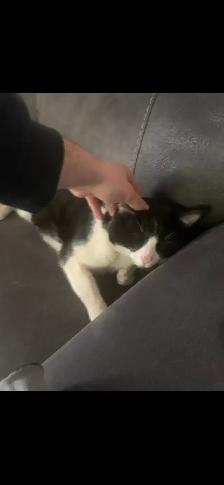 Chat à donner / cat to give away