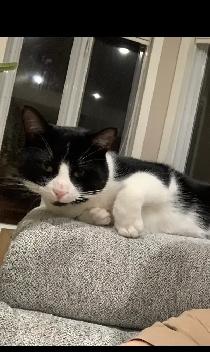 Chat à donner / cat to give away - Photo 2