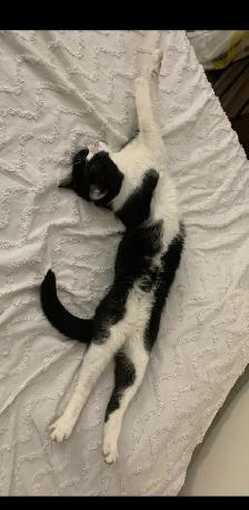 Chat à donner / cat to give away - Photo 4