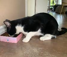 Chat à donner / cat to give away - Photo 5