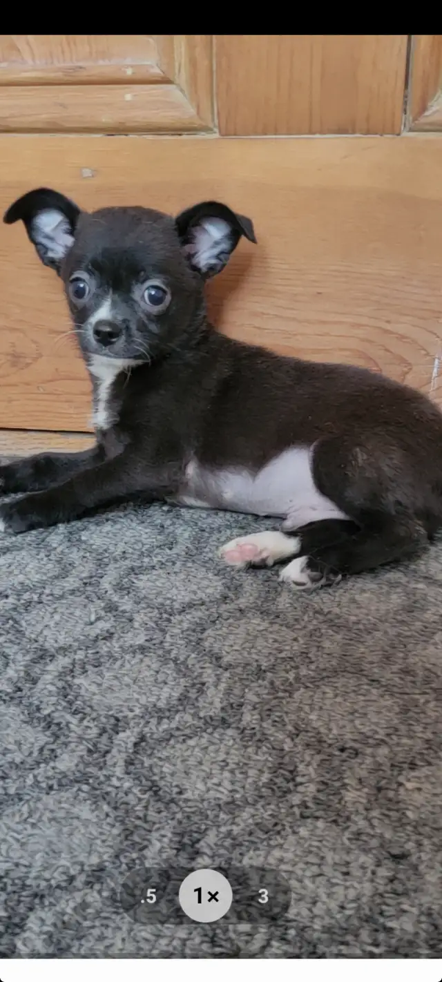 Chihuahua PURE RASE