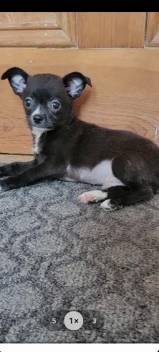 Chihuahua PURE RASE