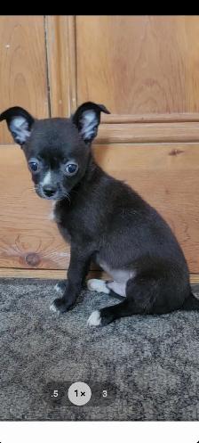 Chihuahua PURE RASE - Photo 2