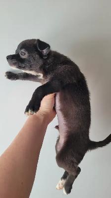 Chihuahua PURE RASE - Photo 3