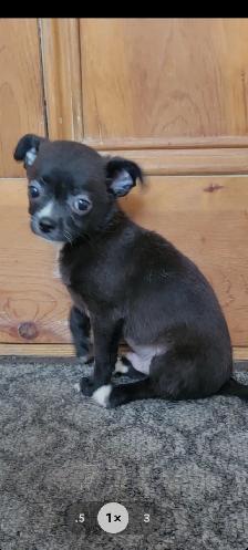 Chihuahua PURE RASE - Photo 4