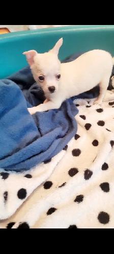 Chihuahua PURE RASE - Photo 5