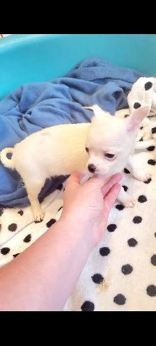 Chihuahua PURE RASE - Photo 6