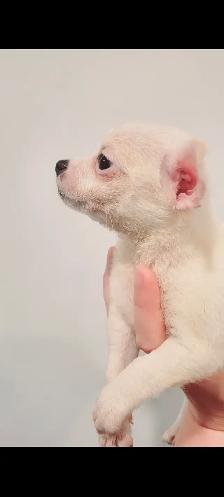 Chihuahua PURE RASE - Photo 7