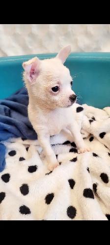 Chihuahua PURE RASE - Photo 8
