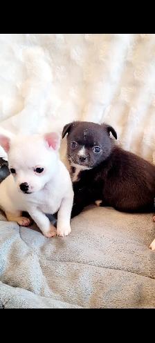 Chihuahua PURE RASE - Photo 9