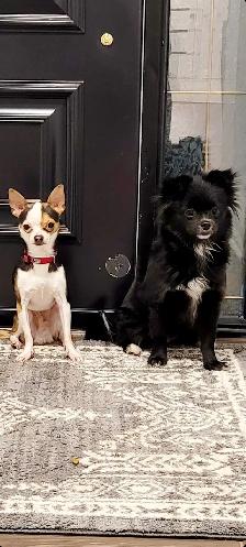 Chihuahua PURE RASE - Photo 10
